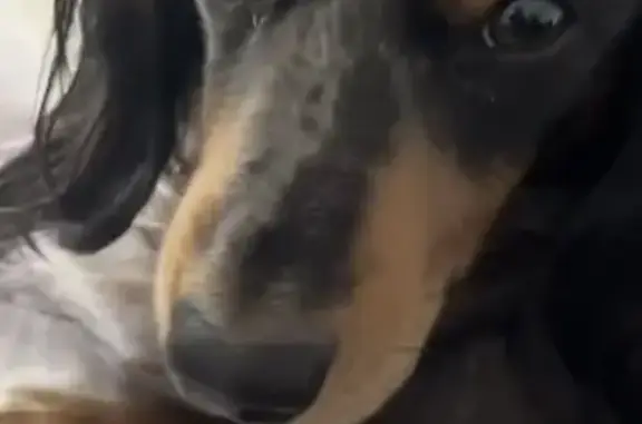Lost pets Cape Coral, photo: Lost dog, Northwest 4th Terrace, 2733, Cape Coral - female Dachshund, longhair
