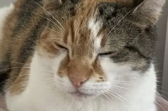 Lost cat, Dolphin Court, 2, Slough - female, calico, easily scared - photo
