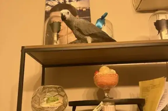 Animaux perdus Mazingarbe, photo: Perdue oiseau femelle, Rue d'Arromanches, 12, Mazingarbe - perroquet gris du Gabon