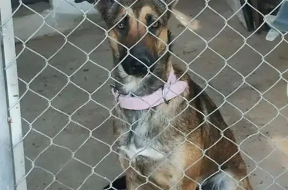 Pastor mezcla malinois, 1 año, con chip y esta castrada se nos escapo en el rebolledo no lleva collar porque se le cayo al romper valla