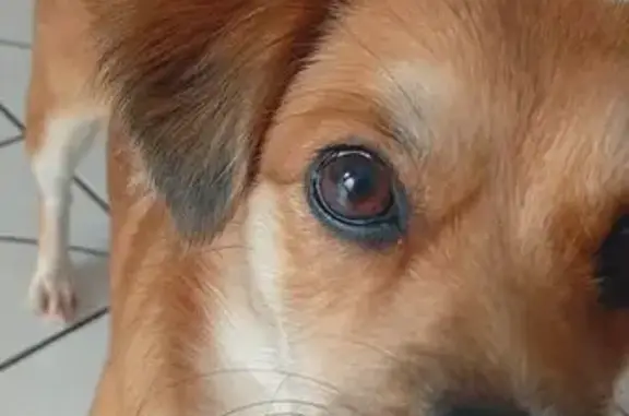 Cachorro perdido Fêmea (brl002856) - photo