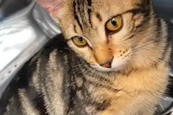 Perdido gato hembra en Calle Rambla, Murcia, Murcia — lleva collar verde - photo
