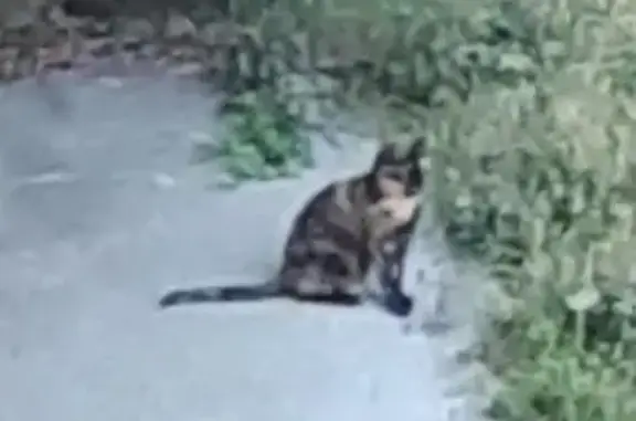 Animaux trouvés Saint-Denis, photo: Chat trouvé, Place aux Etoiles, Saint-Denis - écaille de tortue