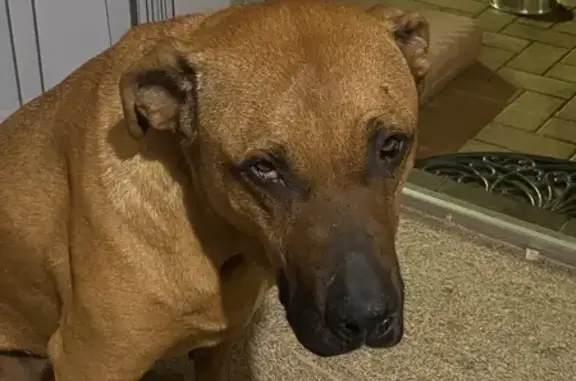 Lost pets Georges River Council, photo: Lost dog, King Georges Road, 447-453, Georges River Council - female, large Ridgeback Cross