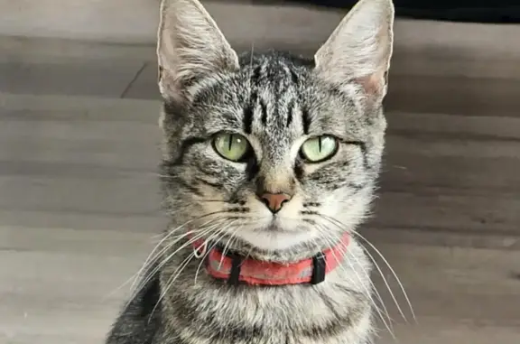 Animaux perdus Strasbourg, photo: Chat perdue à Cronenbourg, 7 ans, femelle
