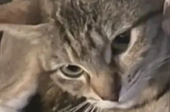 Lost pets Fountain Valley, photo: Lost cat, Fountain Valley, California - female, brown tabby with green-black stripes