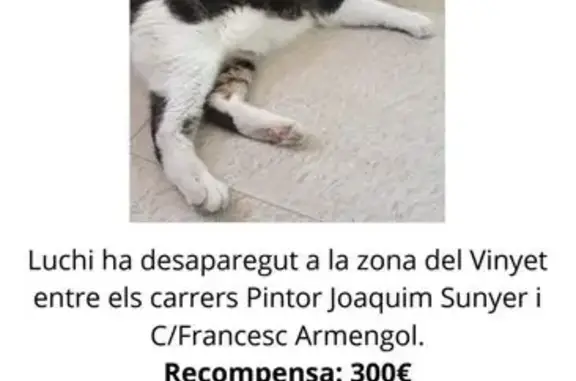 Gatos perdidos, Sitges, foto: Perdido gato, Carrer de Francesc Armengol, Sitges - muy grande y cariñoso
