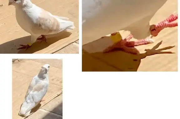 Lost and found pets Mesa, photo: Found bird, Mesa, Arizona, Mesa - white with brown wings, friendly, I.D. rings