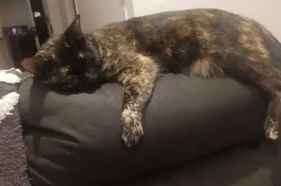 Lost cat, Handsworth Street, 1...