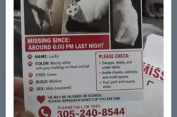 Lost cat, Southeast 13th Court, 800, Deerfield Beach - male, skittish, may be injured - photo