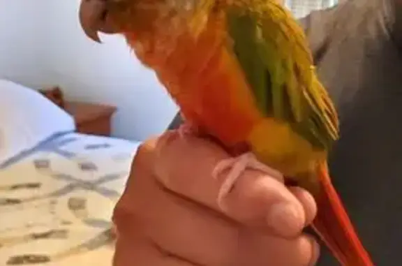 Lost bird, female, Heister Valley Road, 3014, Mount Pleasant Mills - green and yellow with a red stomach and chest - photo