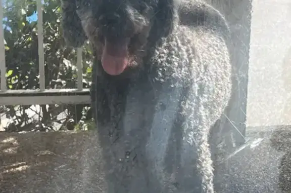 Found dog, Pacific Highway, 73...