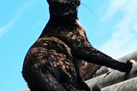 Gato desaparecido Fêmea (brl002858) - photo