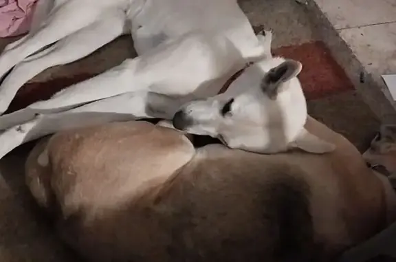 Lost pets Odessa, photo: Lost dog, Bagley Avenue, 2712, Odessa - female, timid of strangers