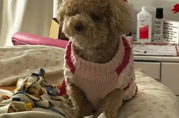 Lost dog, Green Hill Road, 600, Madison - female, brown, skittish - photo