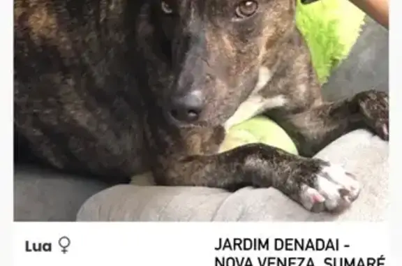 Cachorro perdido Fêmea (brl002860) - photo