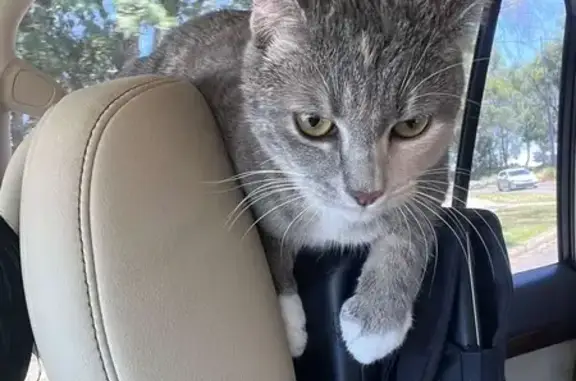 Lost cat, Gnangara Drive, 70,...