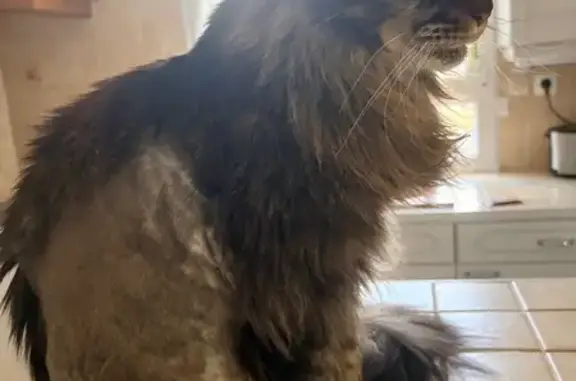 Animaux perdus Sérignan, photo: Chat perdu, Impasse Jean-Philippe Rameau, 8, Sérignan - mâle maine coon