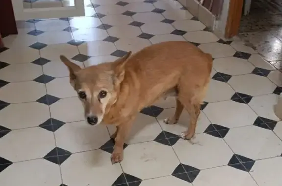 Perdido perro hembra, Rambla de Balerma, 04712, El Ejido — mayor y desorientada - photo