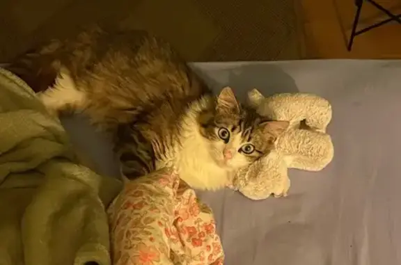 Animaux perdus Paris, photo: Chat perdu mâle, Locmariaquer, Bretagne, Paris - blanc et tigre gris marron