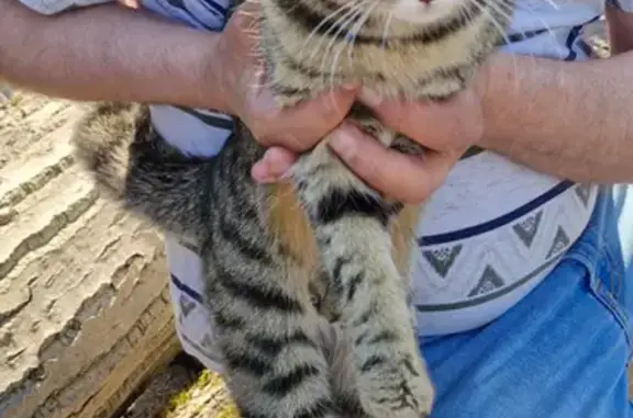 Chat trouvé Villeneuve-d'Ascq, photo: Chat trouvé femelle, Rue Jean Jaurès, 2, Villeneuve-d'Ascq - très sociable