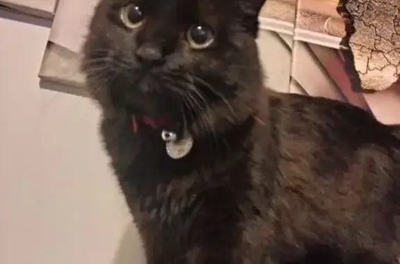 Lost cat, Beth Court, 6, Morni...