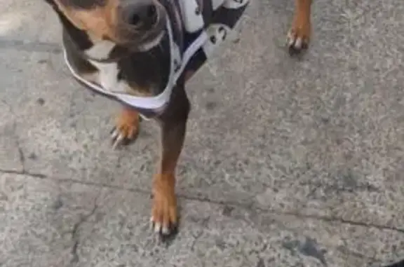 Cachorro encontrado Fêmea (brf...