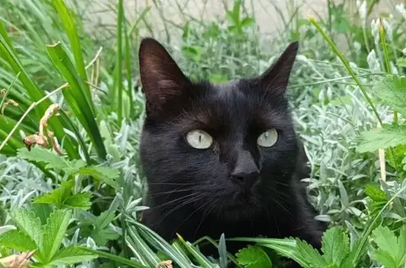 Chat perdu mâle, Rue de la Haie Robert, 11, Rosny-sur-Seine - noir, poils mi-longs - photo