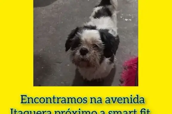 Cachorro encontrado Macho (brf...