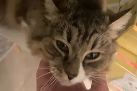 Animaux perdus Lyon, photo: Chat perdu, Rue du Dauphiné, 80, Lyon, Lyon - blanche tigré, très sociable