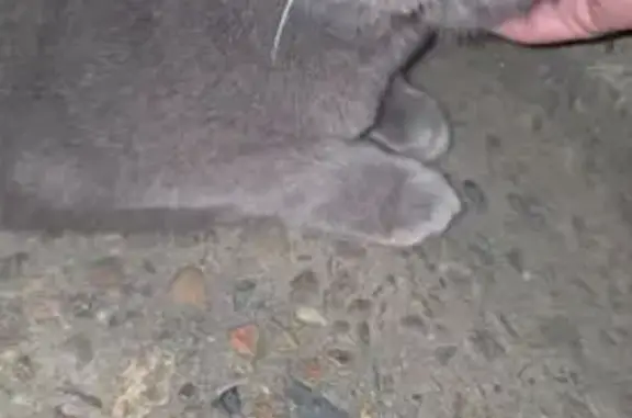 Found cat Inner West, photo: Found cat, Canterbury-Bankstown Council, New South Wales, Inner West - very chunky, yellow collar with bell
