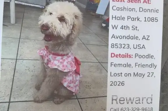 Lost dog, Avondale, Arizona, Phoenix - female, apricot standard poodle - photo