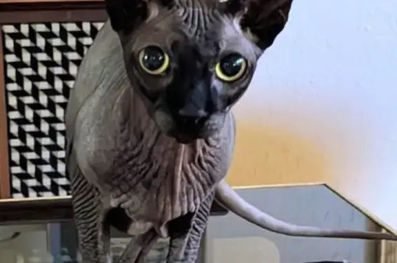 Hairless cat, dark grey, huge bright green eyes
