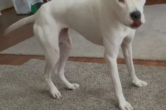 Lost dog, Northeast 5th Street, 6780, Ocala - female - photo