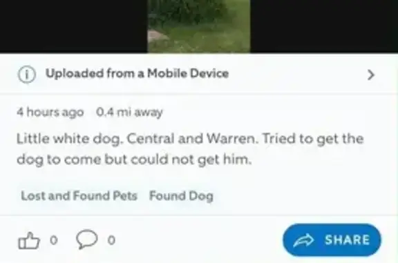Lost dog, Warren Road, 517, Glenview - male, very scared - photo