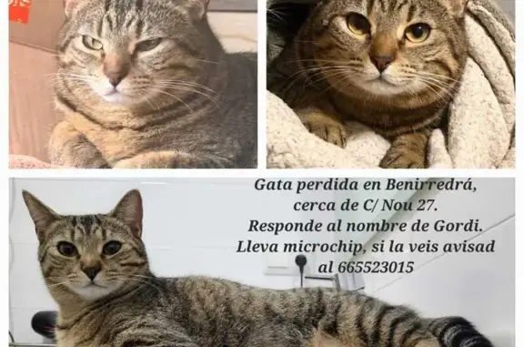 Gata atigrada tirando a marron. Rellenita, muy buen caracter. Ojos tirando a amarillos.