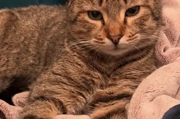 Animaux perdus Saint-Fons, photo: Chat perdu mâle, Rue Madier de Montjau, 19, Saint-Fons - pucé, queue amputée