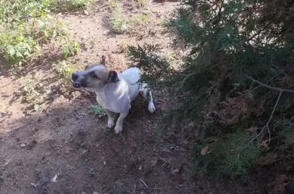 Found dog, Kamferbos Street, 1...