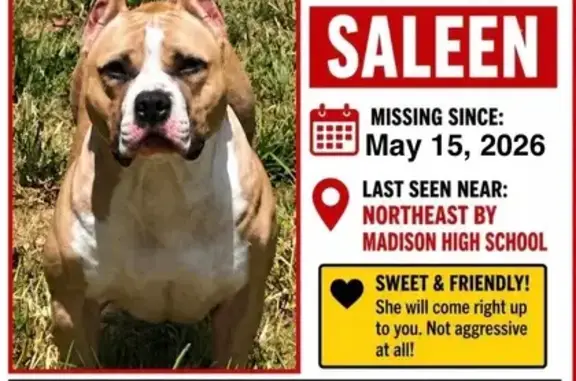 Missing dog Austin, photo: Lost dog, Stahl Road, 5005, San Antonio, Austin - female, friendly