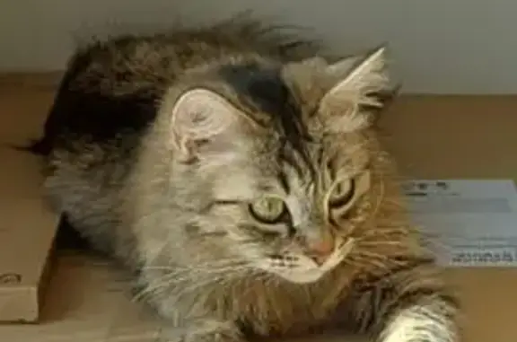 Animaux perdus Saint-Avold, photo: Chat perdu femelle, Rue d'Orléans, Saint-Avold - tigrée brun-gris, petit modèle