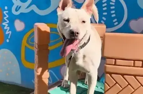 Perro perdido macho en Culiacán Rosales, Sinaloa, Zapopan - blanco, talla mediana - photo