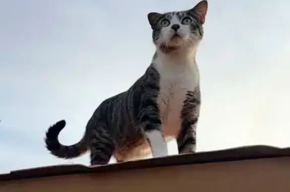 Perdido gato macho en Carrer Parres, de Ses, 1, Vilafranca de Bonany, Manacor - oreja derecha hacia abajo - photo