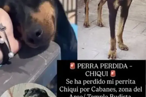 Perdido perro hembra, Plaça Poligono 12, 45, Cabanes, Castello de la Plana - color negro con marrón, pelo corto - photo
