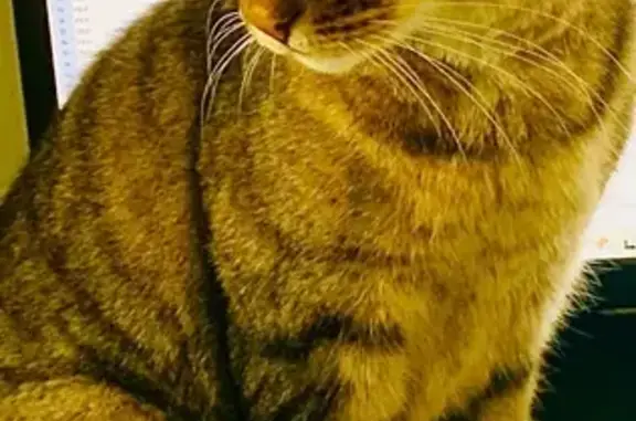 Animaux perdus Arcachon, photo: Chat perdu mâle, Allée Jacqueline Auriol, 10, Arcachon - castré pucé