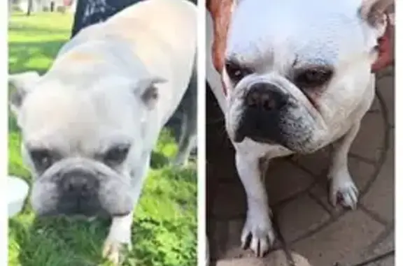 Lost dog, Annetta Avenue, 8980, South Gate - male French bulldog with a chip - photo