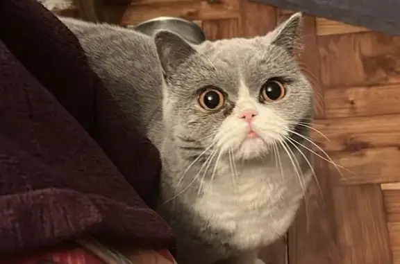 Perdido gato hembra, Siero, Asturias, Sama - gris con patas blancas y barriga blanca - photo