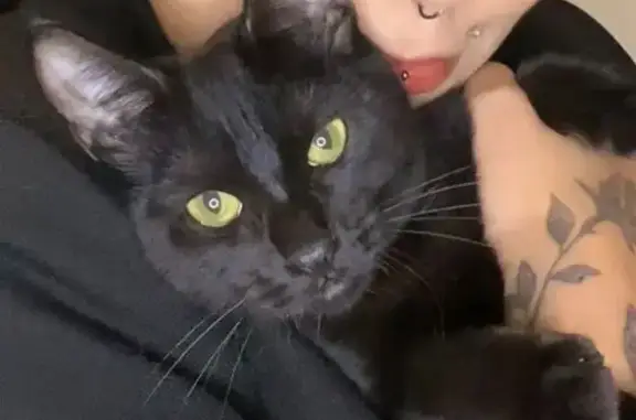 Gato desaparecido Fêmea (brl002866) - photo