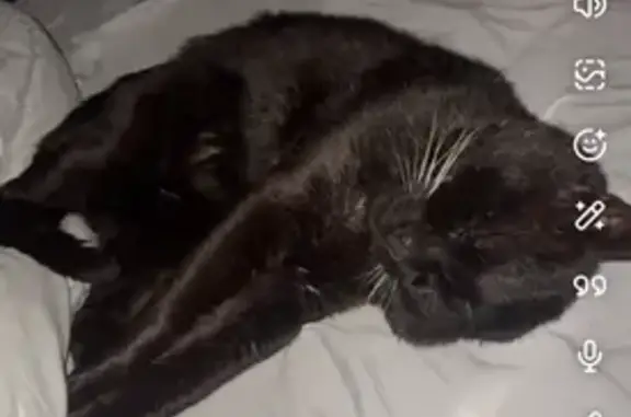 Animaux perdus Lagny-sur-Marne, photo: Chat perdu mâle, Place Jean Vilar, 5, Lognes, Lagny-sur-Marne - grand chat non castré