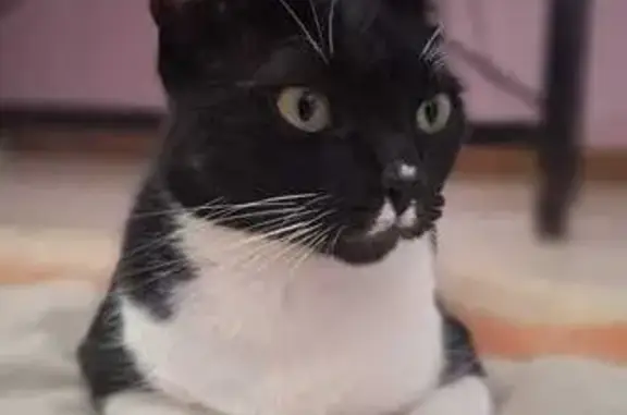Gato desaparecido Fêmea (brl002867) - photo