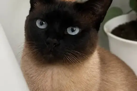 Perdido gato macho, Calle Moscu, 18, Estepona — Siamese, muy cariñoso - photo